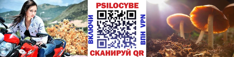 даркнет как зайти  Нефтекумск  Псилоцибиновые грибы Cubensis 